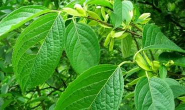 植物提取物飼料添加劑對(duì)于發(fā)展我國(guó)無(wú)抗養(yǎng)殖業(yè)將大有作為