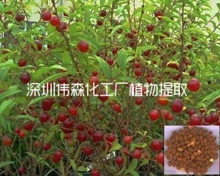 植物提取物-純天然郁李仁提取物 -植物提取物盡在阿里巴巴-深圳市寶安區(qū)沙井偉森化.