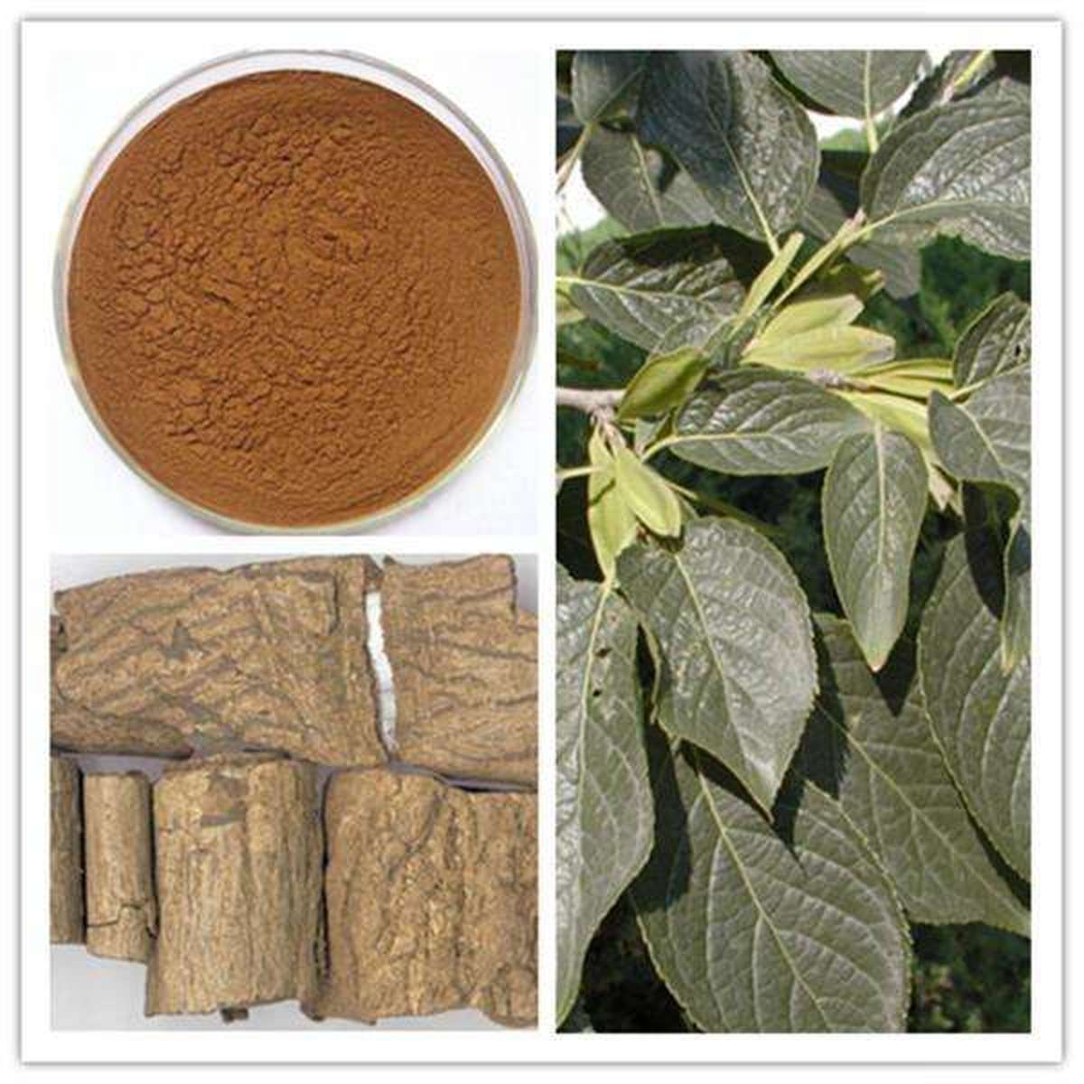 綠色養(yǎng)殖杜仲提取物綠原酸讓你告別抗生素時代