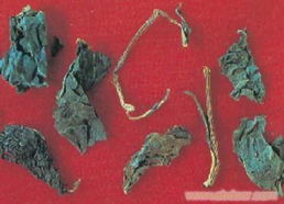 大青葉提取物 植物提取物 河南中藥提取物廠家